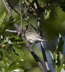 Blackpoll Warbler 6752